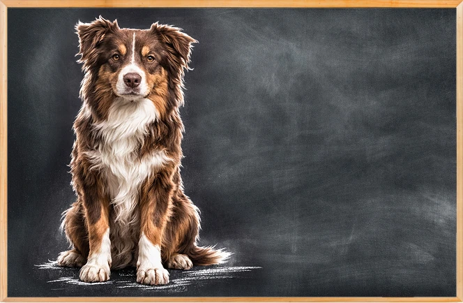 Perro color