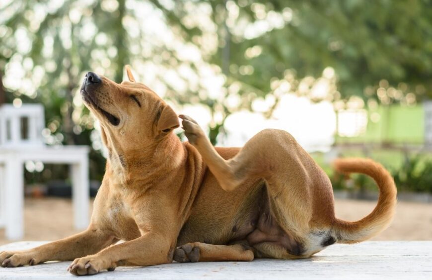 Guía básica de alergia en perros por alimentos