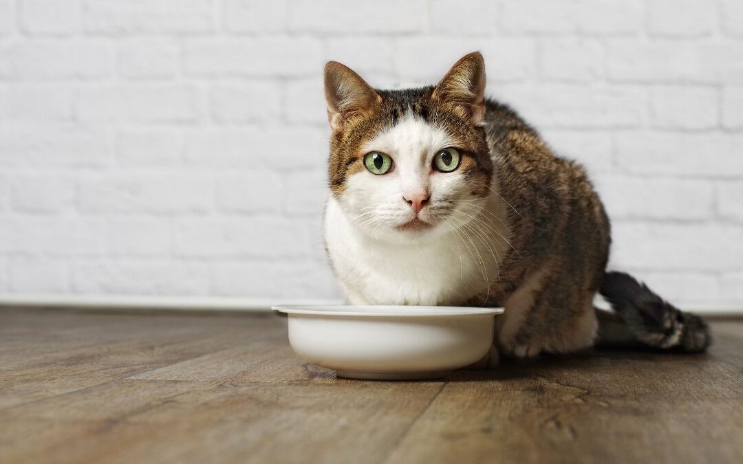 Comida para gatos, ¿qué pueden comer?