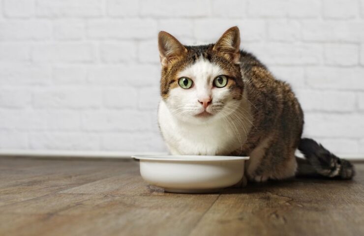 Comida para gatos, ¿qué pueden comer?