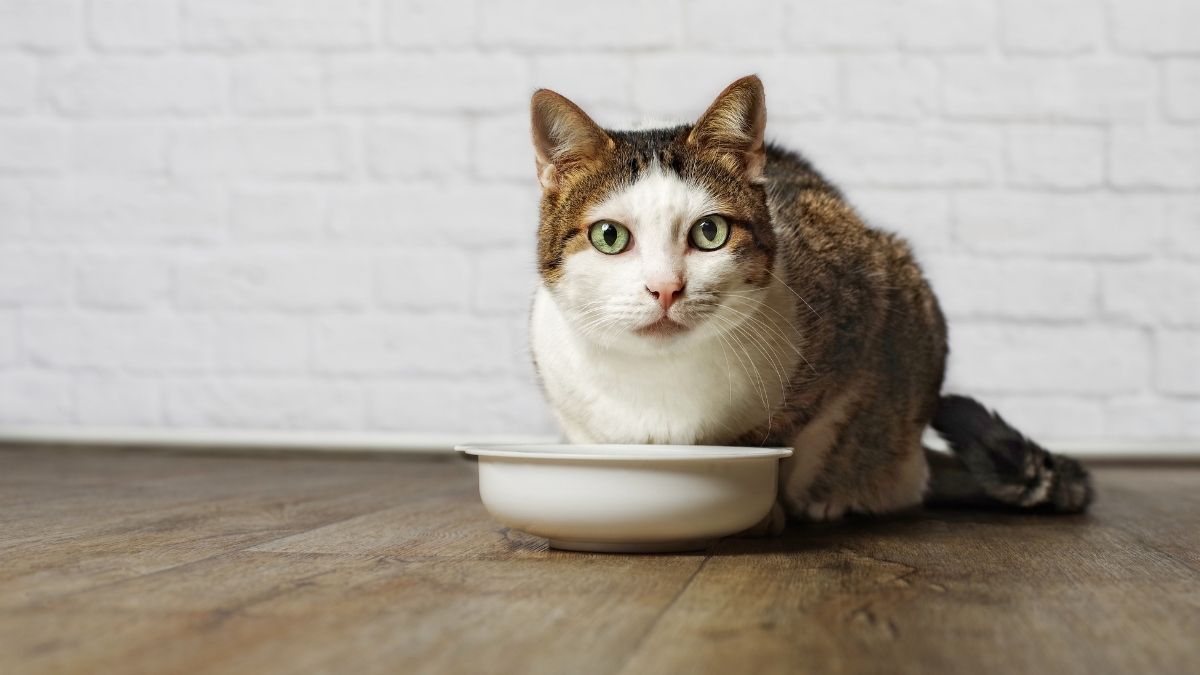 Comida para gatos, ¿qué pueden comer?